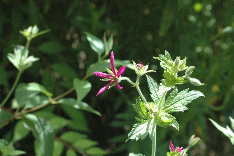 L Essentiel Sur Les Geraniums Vivaces